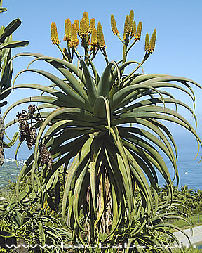 Aloe thraskii